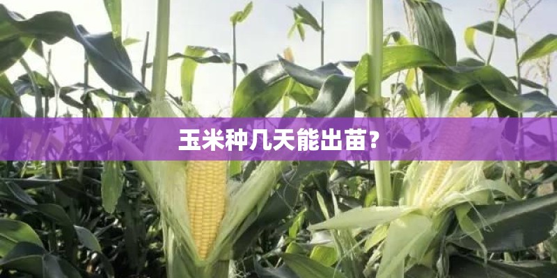 玉米种几天能出苗? 玉米种几天能出苗?