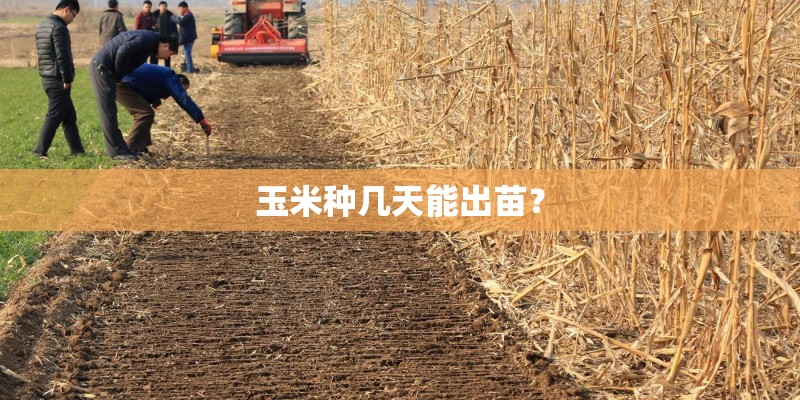 玉米种几天能出苗? 玉米种几天能出苗?