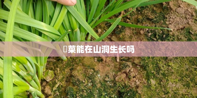 韮菜能在山洞生长吗