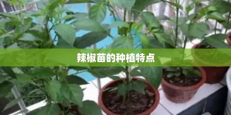 辣椒苗的种植特点
