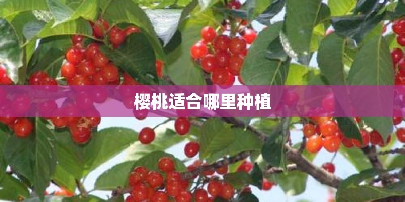 樱桃适合哪里种植 樱桃适合哪里种植