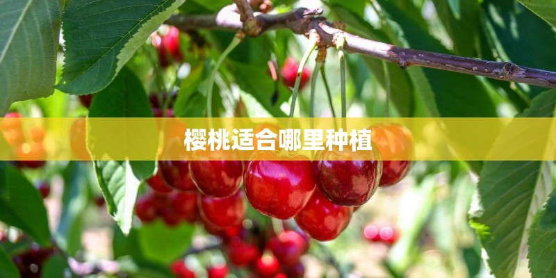 樱桃适合哪里种植 樱桃适合哪里种植