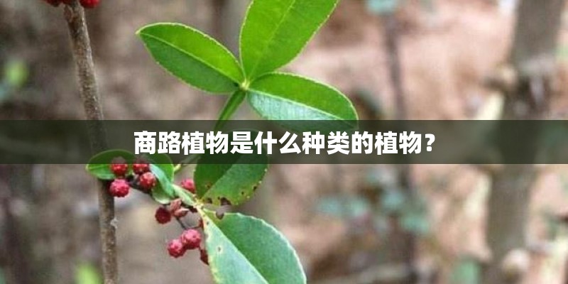 商路植物是什么种类的植物? 商路植物是什么种类的植物?