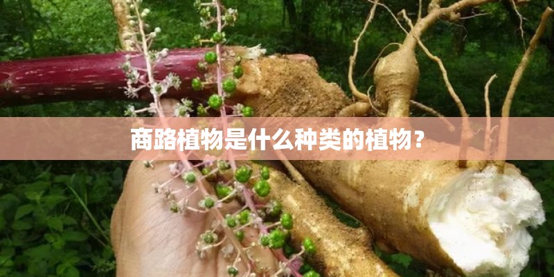 商路植物是什么种类的植物? 商路植物是什么种类的植物?