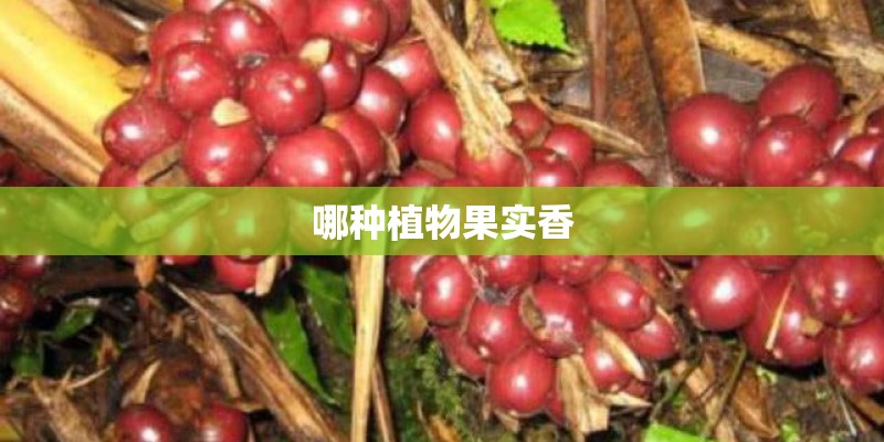 哪种植物果实香