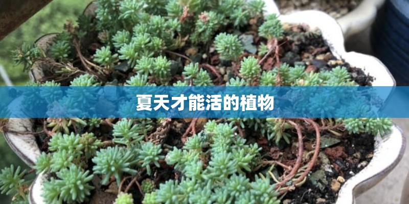 夏天才能活的植物