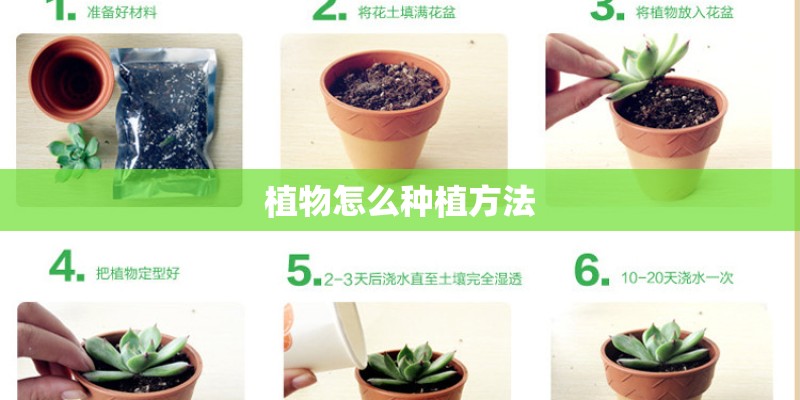 植物怎么种植方法