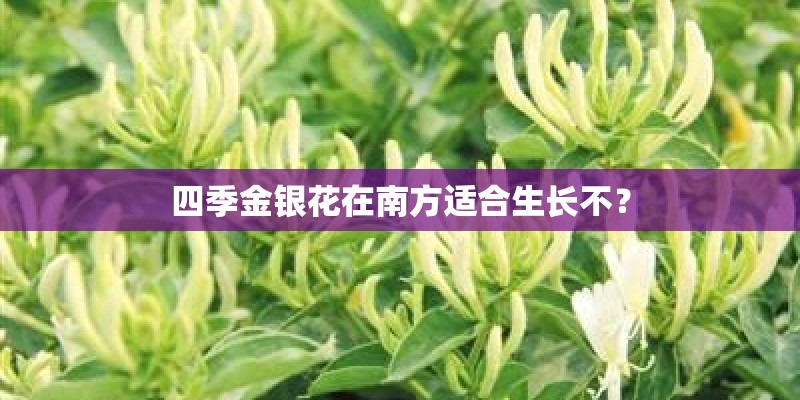 四季金银花在南方适合生长不? 四季金银花在南方适合生长不?