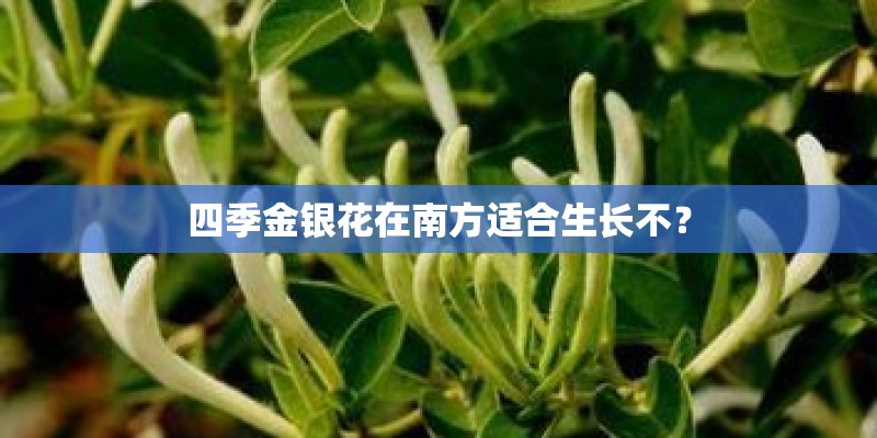四季金银花在南方适合生长不? 四季金银花在南方适合生长不?