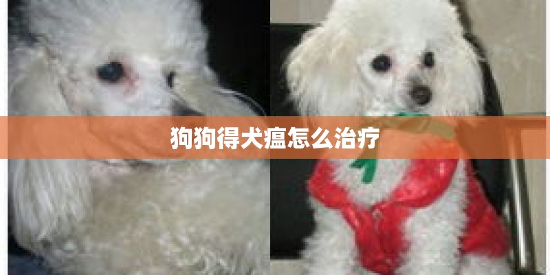 狗狗得犬瘟怎么治疗