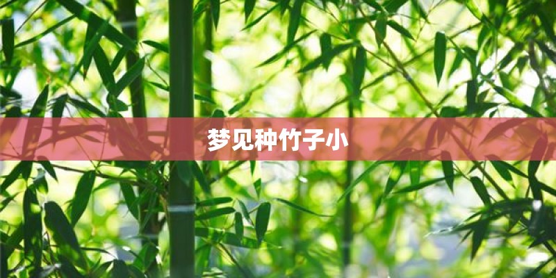 梦见种竹子小