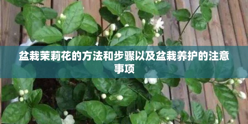盆栽茉莉花的方法和步骤以及盆栽养护的注意事项