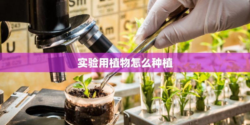 实验用植物怎么种植
