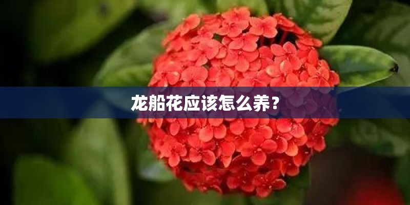 龙船花应该怎么养？