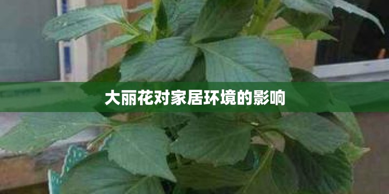 大丽花对家居环境的影响 大丽花对家居环境的影响