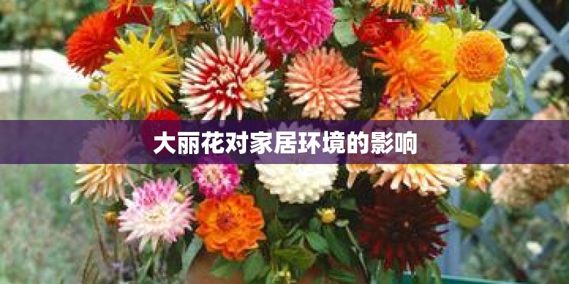 大丽花对家居环境的影响 大丽花对家居环境的影响