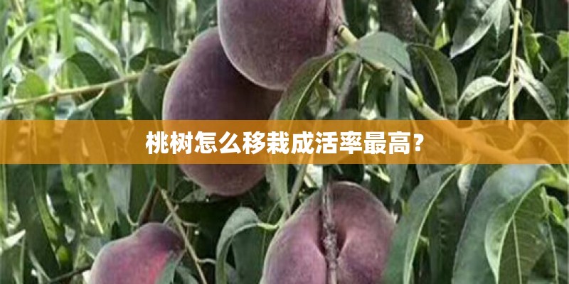 桃树怎么移栽成活率最高？