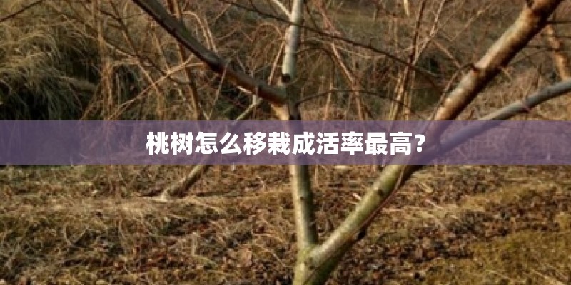 桃树怎么移栽成活率最高? 桃树怎么移栽成活率最高?