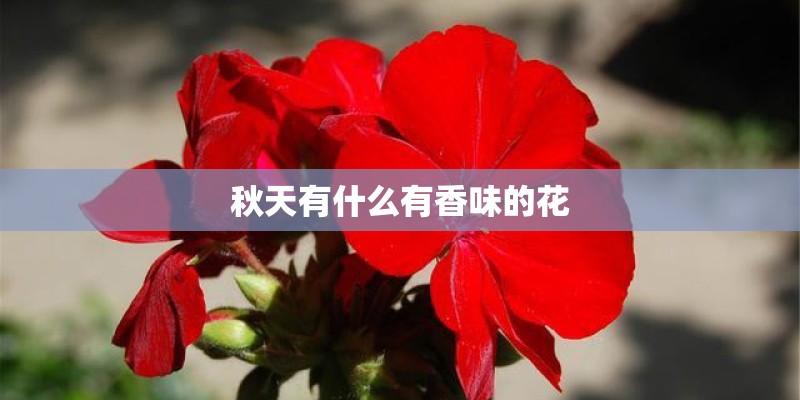 秋天有什么有香味的花