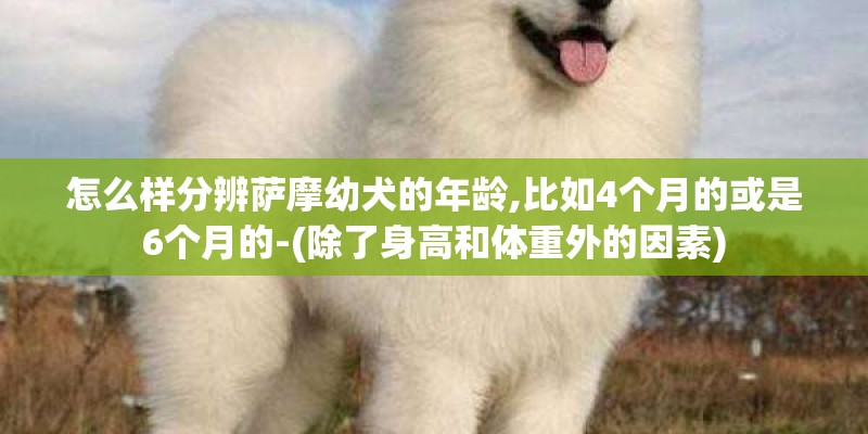 怎么样分辨萨摩幼犬的年龄,比如4个月的或是6个月的-(除了身高和体重外的因素)