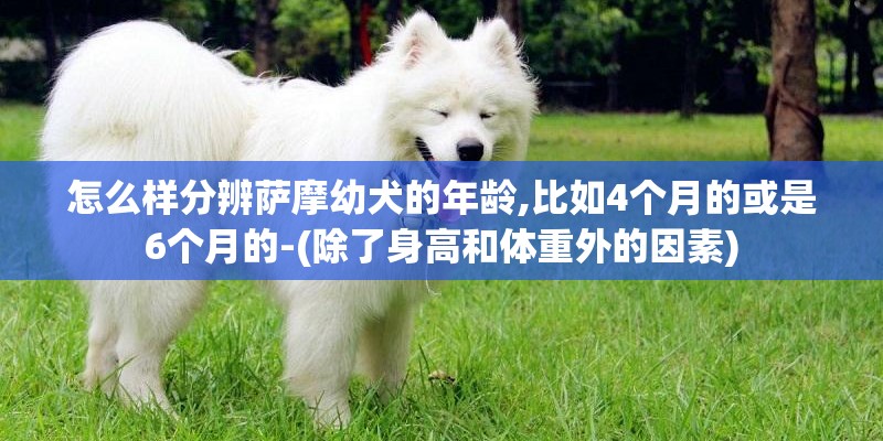 怎么样分辨萨摩幼犬的年龄,比如4个月的或是6个月的-(除了身高和体重外的因素)