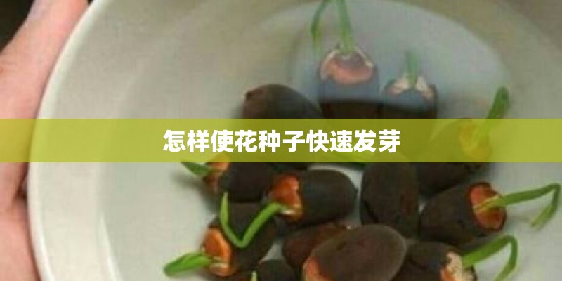 怎样使花种子快速发芽
