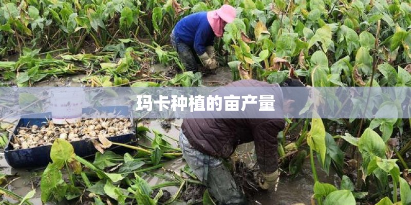 玛卡种植的亩产量