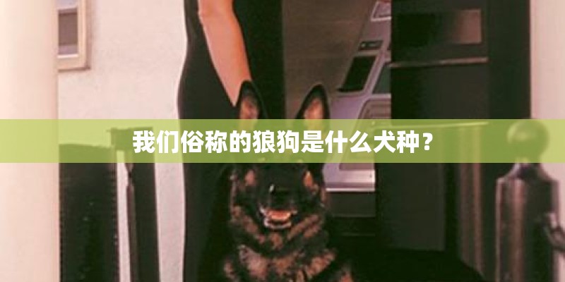 我们俗称的狼狗是什么犬种？