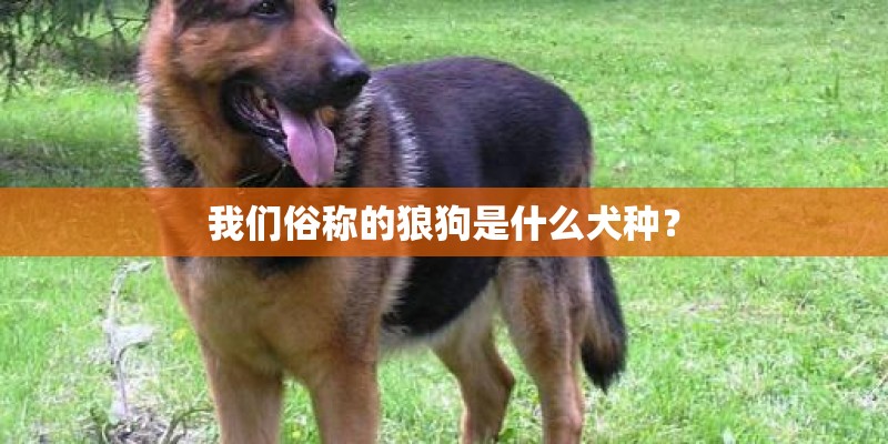 我们俗称的狼狗是什么犬种？