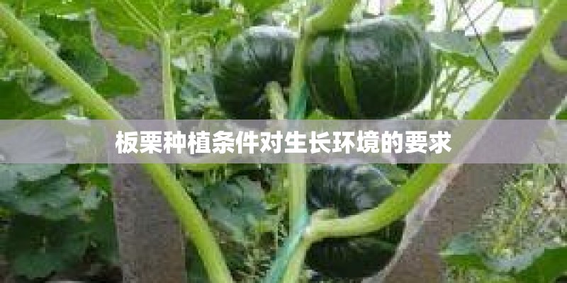板栗种植条件对生长环境的要求