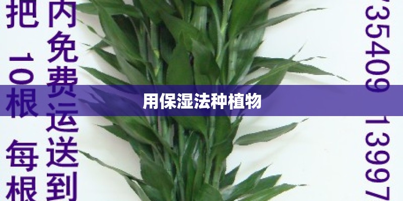 用保湿法种植物