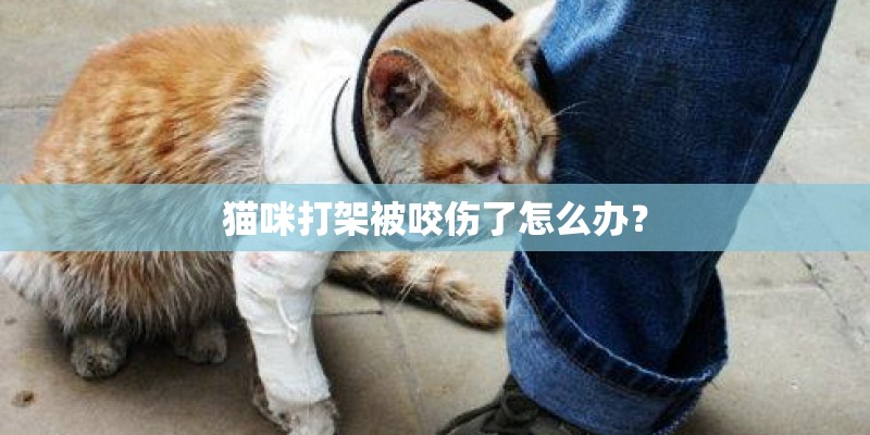 猫咪打架被咬伤了怎么办？