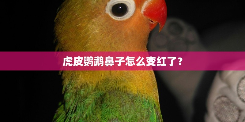 虎皮鹦鹉鼻子怎么变红了？
