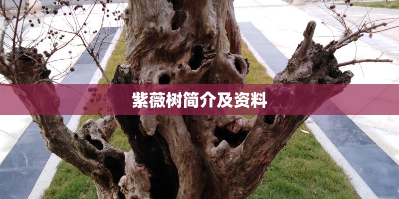 紫薇树简介及资料