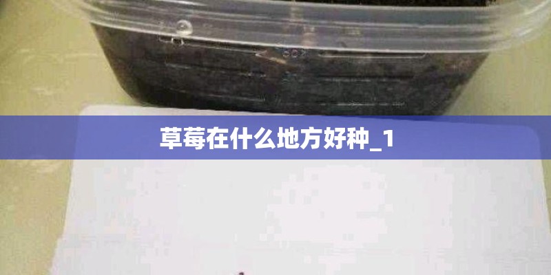 草莓在什么地方好种_1