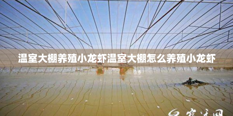 温室大棚养殖小龙虾温室大棚怎么养殖小龙虾