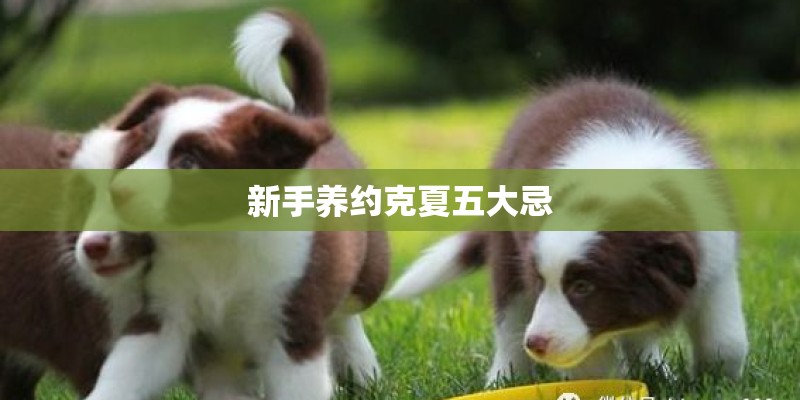新手养约克夏五大忌