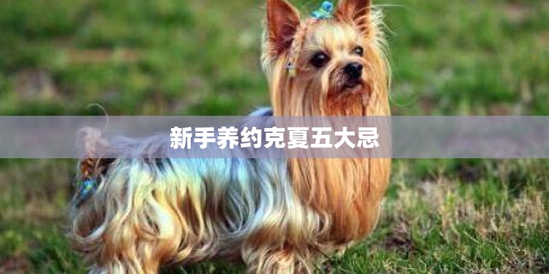 新手养约克夏五大忌
