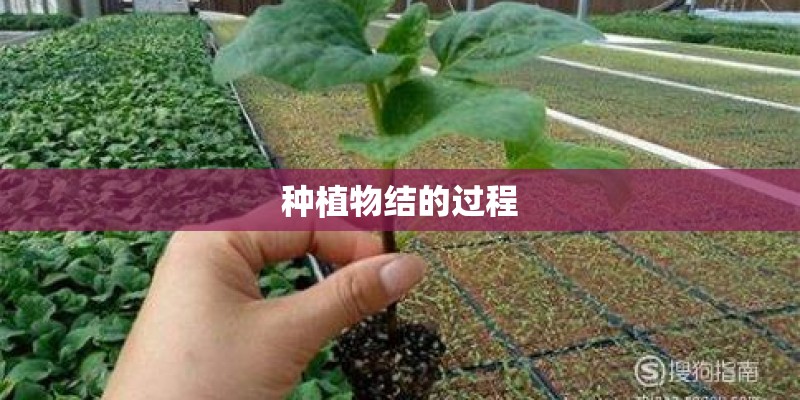 种植物结的过程 种植物结的过程
