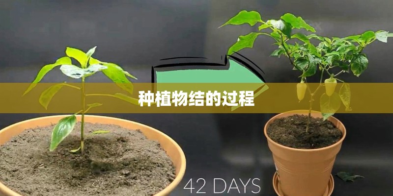 种植物结的过程 种植物结的过程