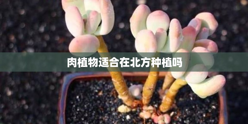 从金刚芭比变窈窕淑女　还是有阴霾