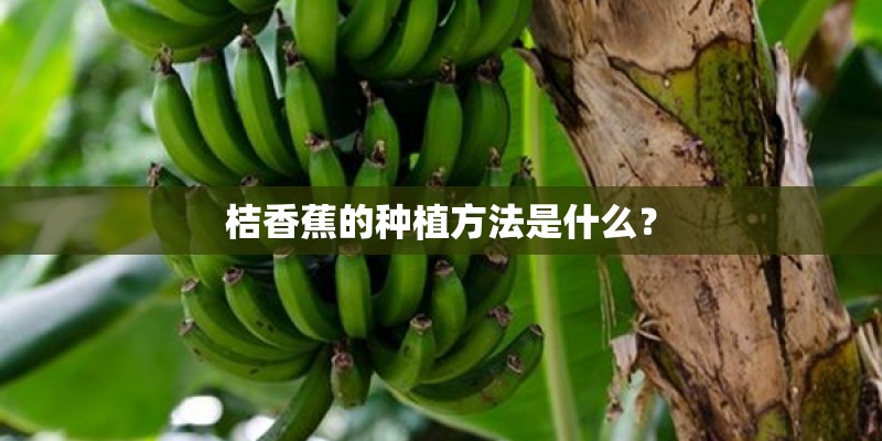 桔香蕉的种植方法是什么? 桔香蕉的种植方法是什么?