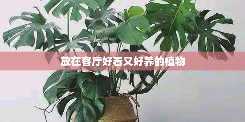 放在客厅好看又好养的植物