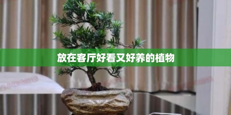 放在客厅好看又好养的植物