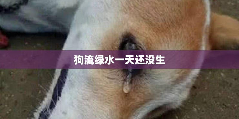 狗流绿水一天还没生
