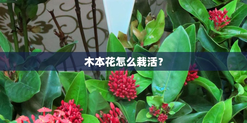 木本花怎么栽活？