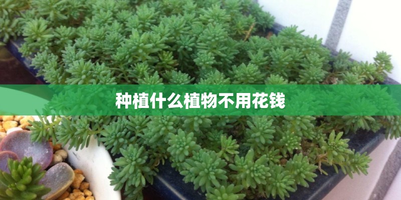 种植什么植物不用花钱