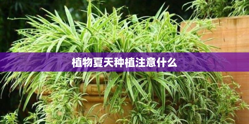 植物夏天种植注意什么