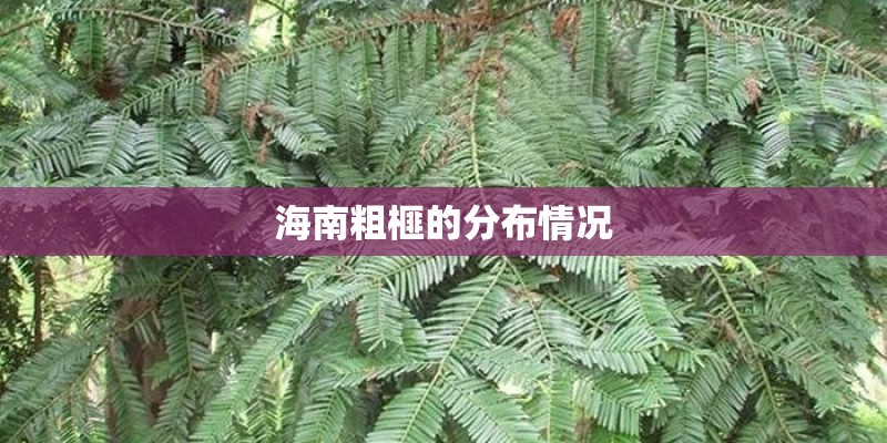 海南粗榧的分布情况
