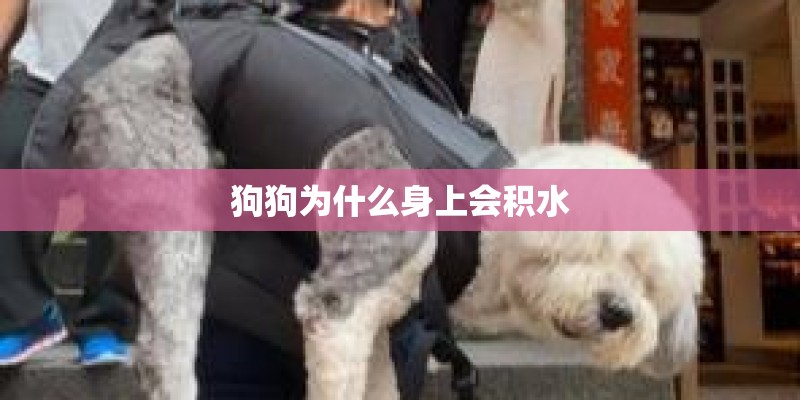 狗狗为什么身上会积水